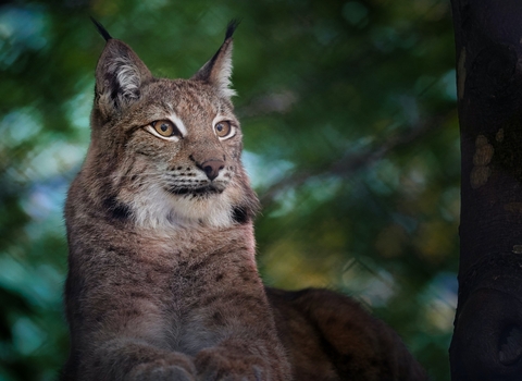 A lynx lying down, with its head raised and looking off to the side