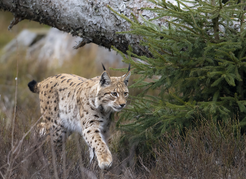 A lynx walking past a small fir tree