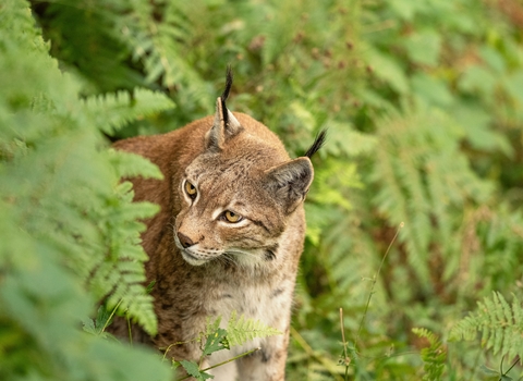 A lynx peering out from a patch of ferns, its golden eyes shining