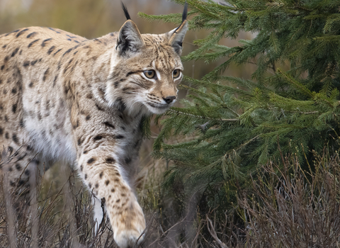 A lynx walking pas