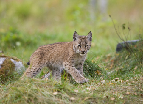 A lynx kitten standing in a grassy clearing, with tiny little tufts on its ears