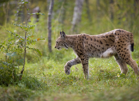 A lynx walking through a forest clearing