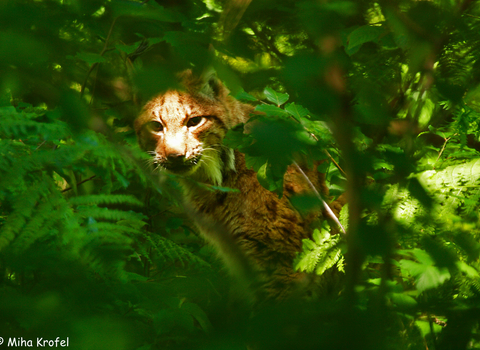 A lynx surrounded by ferns and leaves, with sunlight falling across its face